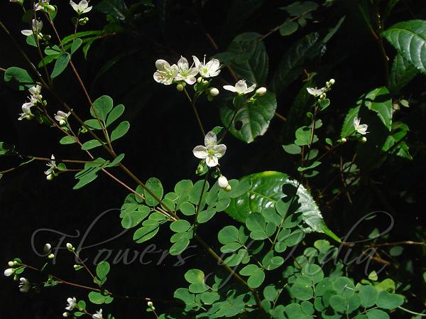 White Himalayan Rue